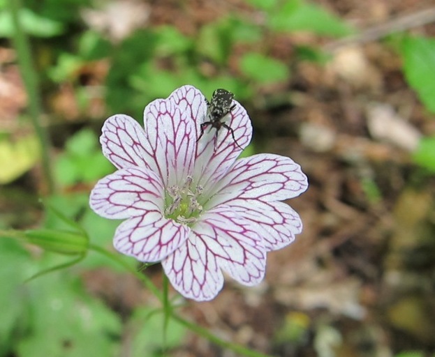 Geranium versicolor / Geranio striato